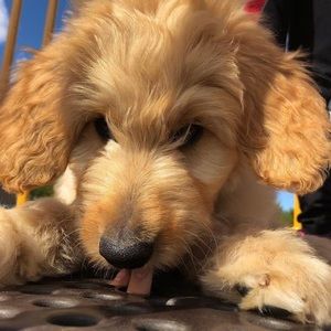 Meet your Posher, Alisse